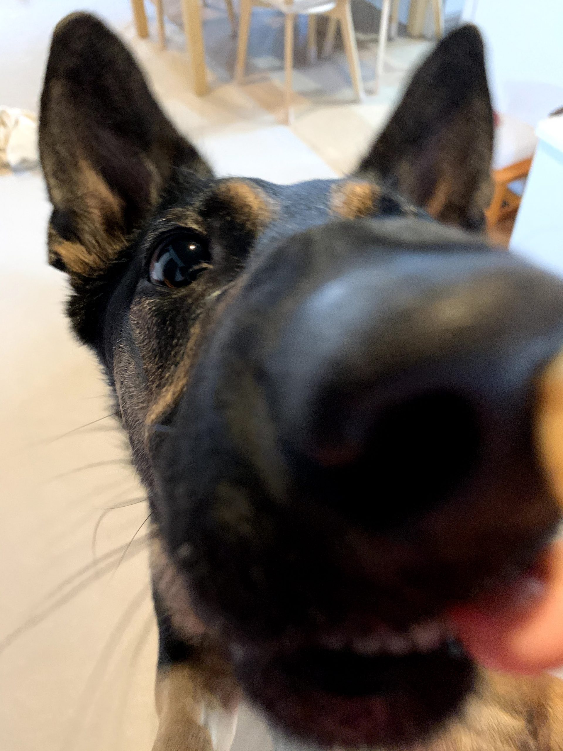 うちの犬のトマトの食べ方がおかしい 維桜さんブログ