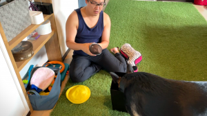 愛犬のおもちゃを断捨離します！【完結編】 | 維桜さんブログ