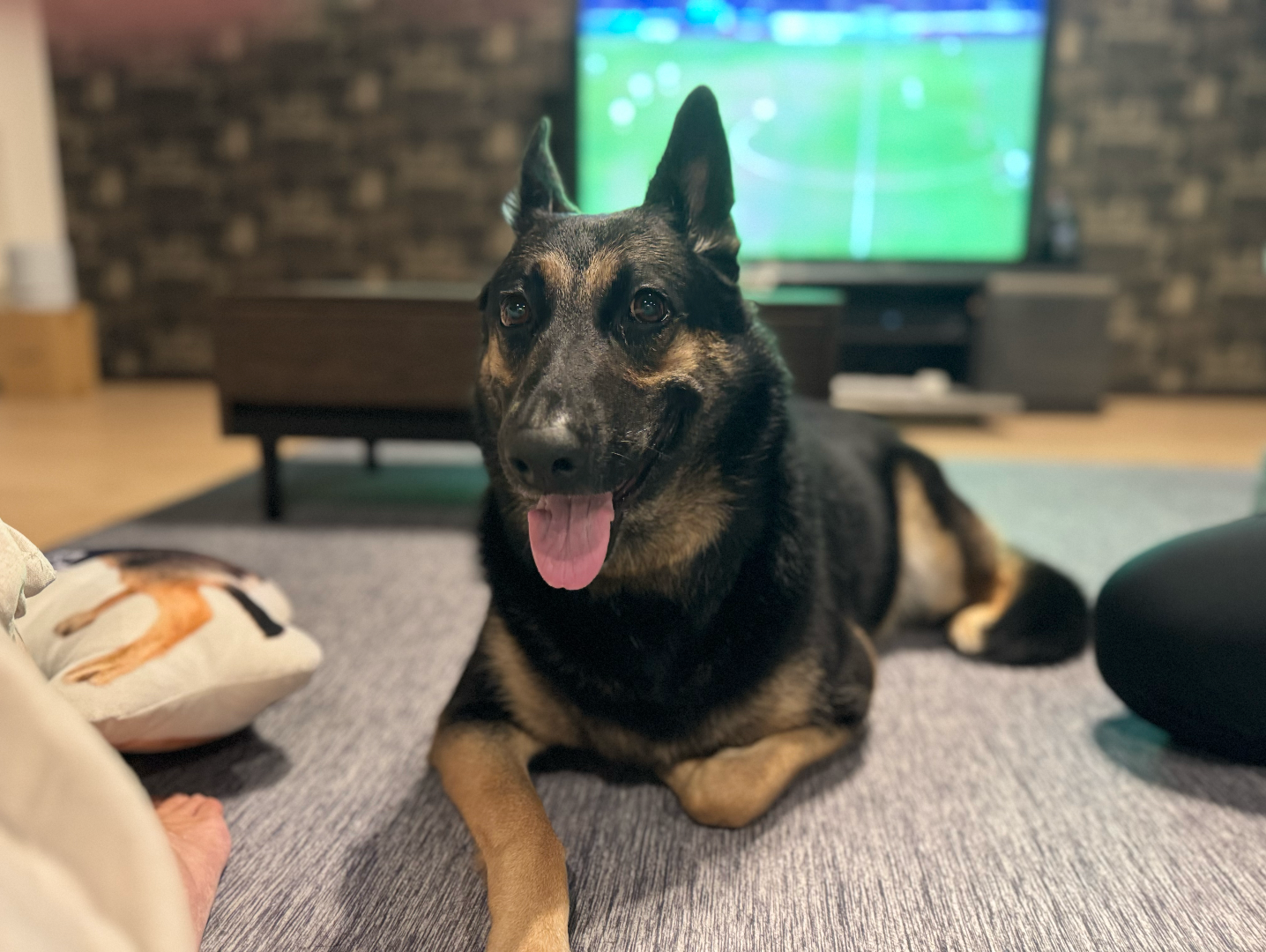 愛犬サンプル写真 新ブランド】愛犬のファッションもサステナブルにアップグレード